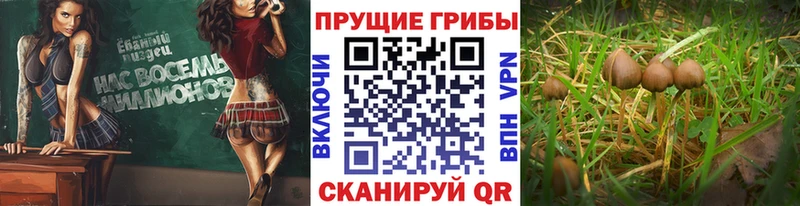 блэк спрут tor  Красный Кут  Галлюциногенные грибы мухоморы 